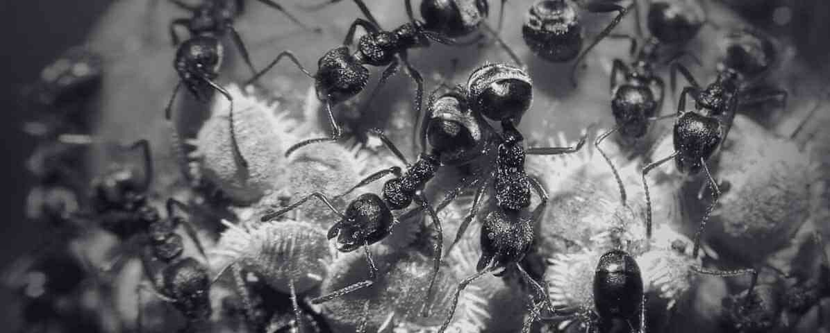 Insights the Complex Ant Life Cycle and Behaviour