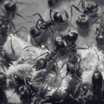 Insights the Complex Ant Life Cycle and Behaviour | Innovative Pest Sdn Bhd Insights the Complex Ant Life Cycle and Behaviour