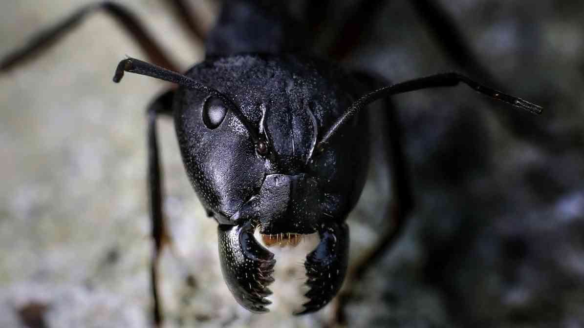 Learn More About Black Ant Bites - Ant Bites | Innovative Pest Sdn Bhd Learn More About Black Ant Bites - Ant Bites