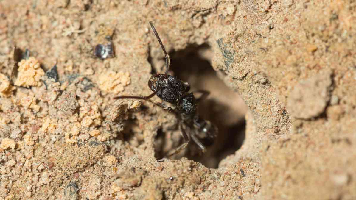Learn More About Black Ant Bites - Ants Mound | Innovative Pest Sdn Bhd Learn More About Black Ant Bites - Ants Mound