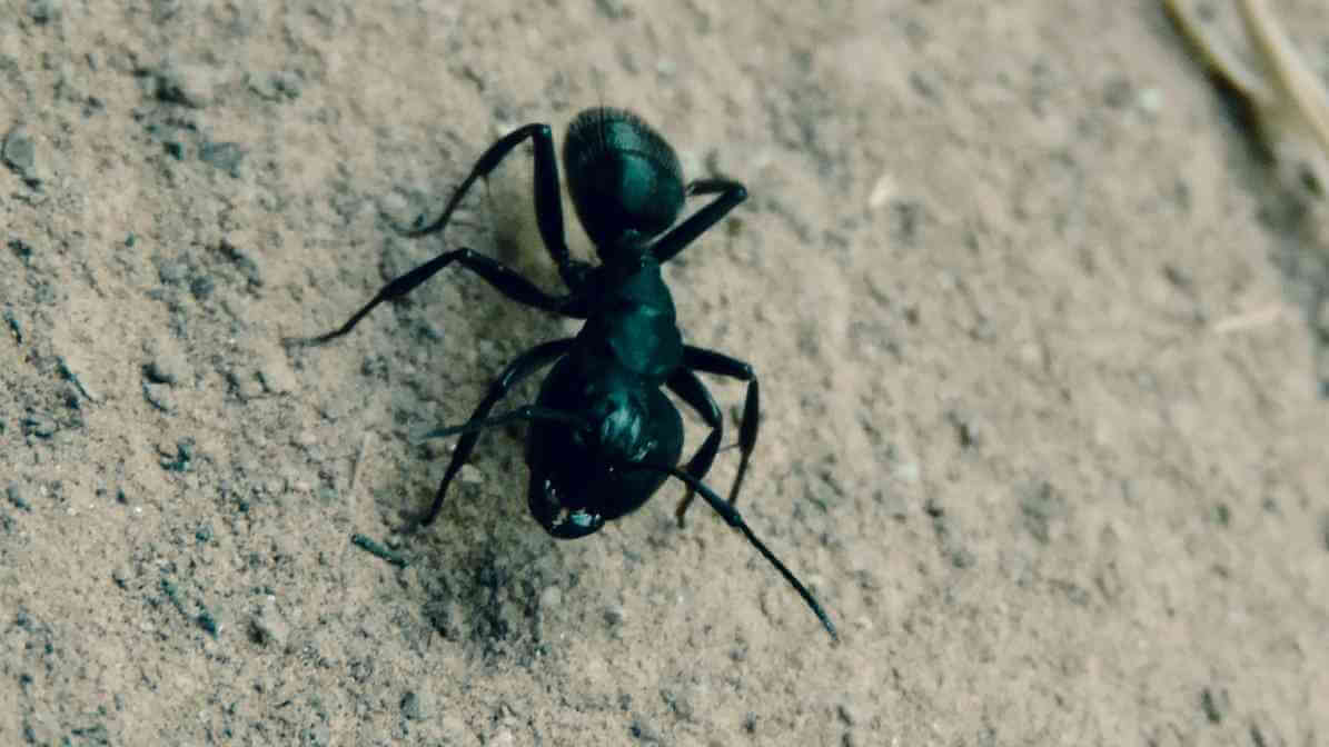 Learn More About Black Ant Bites - Ants Sighting | Innovative Pest Sdn Bhd Learn More About Black Ant Bites - Ants Sighting