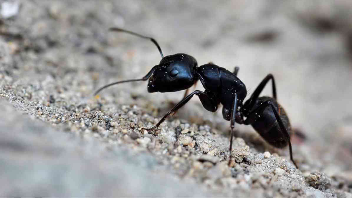 Learn More About Black Ant Bites - Ants Trail | Innovative Pest Sdn Bhd Learn More About Black Ant Bites - Ants Trail