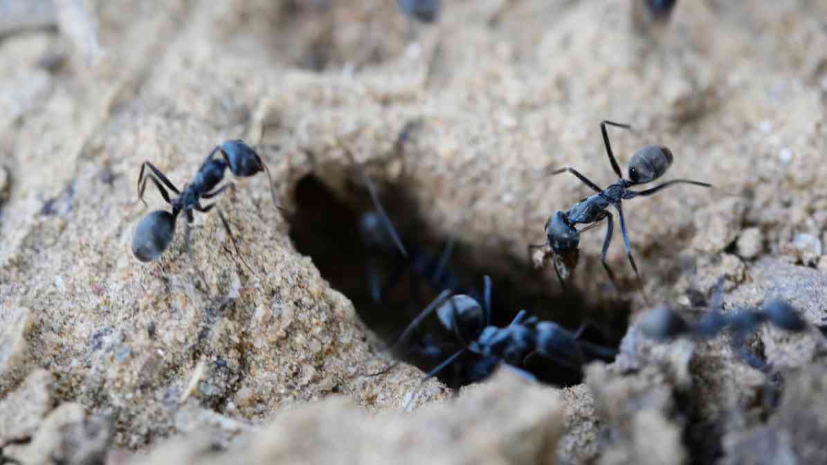 Learn More About Black Ant Bites - Ants in Large Numbers | Innovative Pest Sdn Bhd