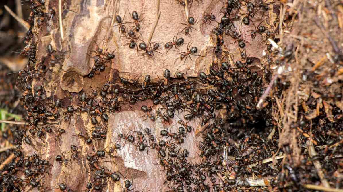 Learn More About Black Ant Bites - Multiple Ants Attack | Innovative Pest Sdn Bhd Learn More About Black Ant Bites - Multiple Ants Attack