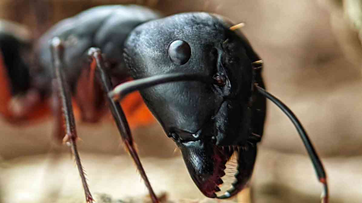 Learn More About Black Ant Bites - Sharp, powerful mandibles | Innovative Pest Sdn Bhd Learn More About Black Ant Bites - Sharp, powerful mandibles