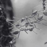 Stunning World of the Powerful Weaver Ant Queen