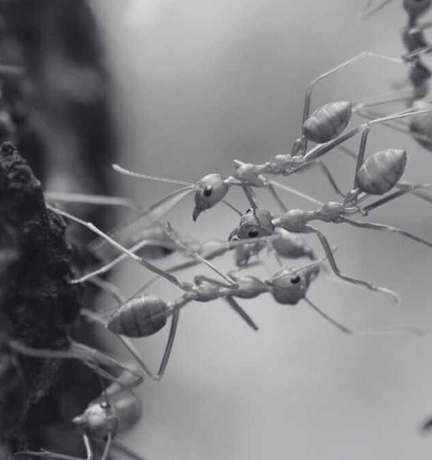 Stunning World of the Powerful Weaver Ant Queen
