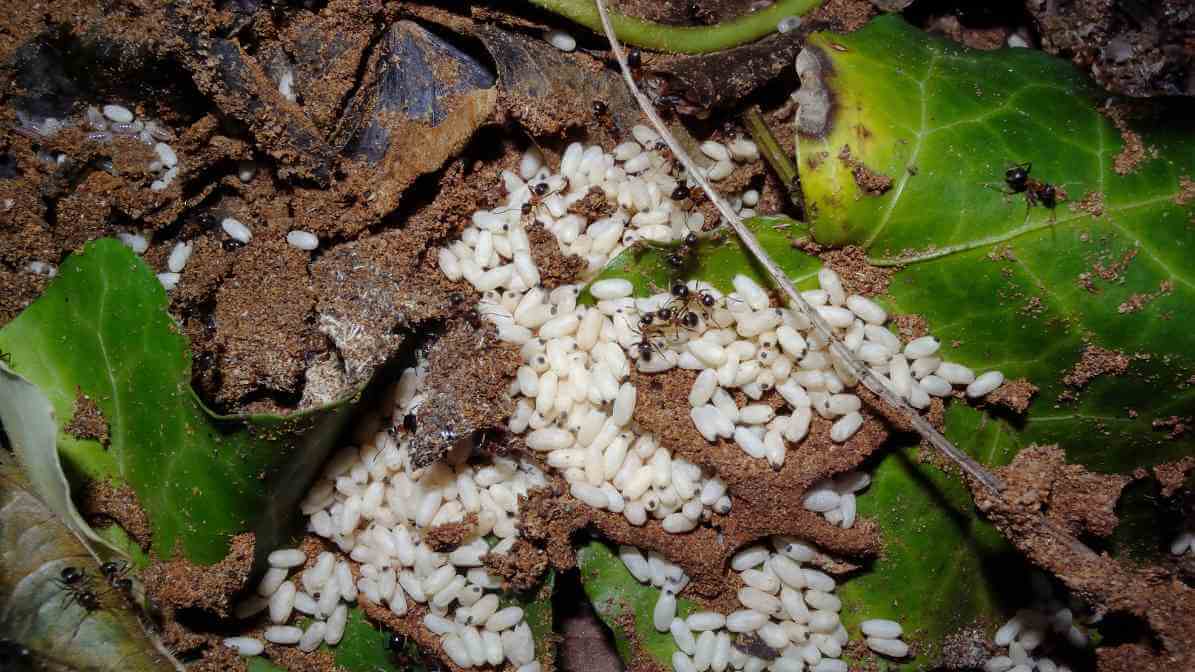 The Ant Life Cycle and Black Garden Ant Behavioural Pattern - Egg Stage