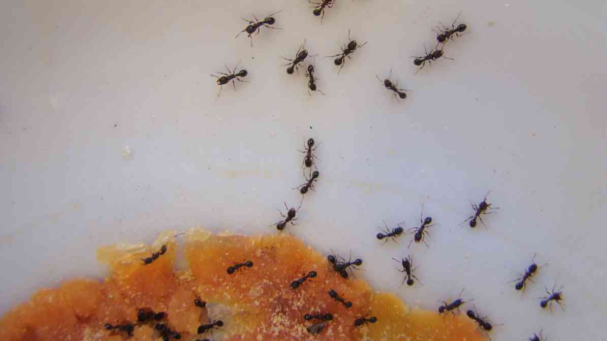 The Ant Life Cycle and Black Garden Ant Behavioural Pattern - Food Source
