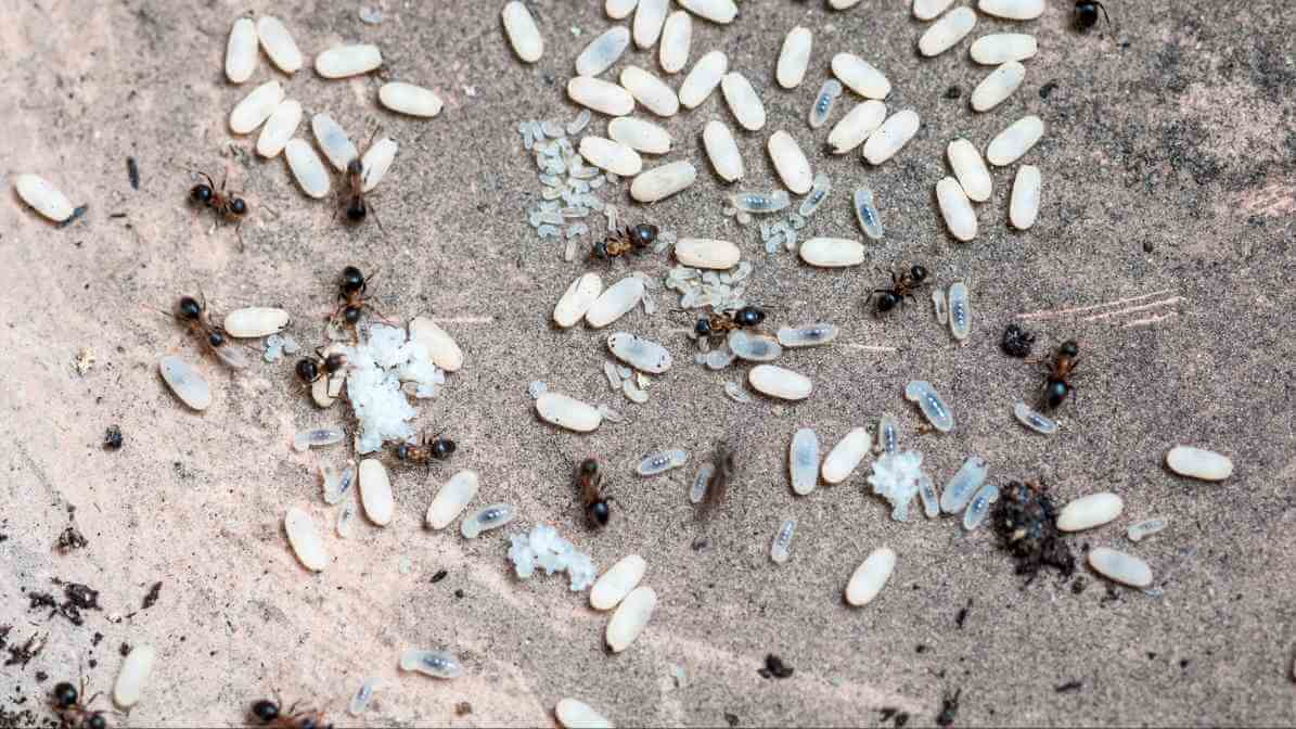 The Ant Life Cycle and Black Garden Ant Behavioural Pattern - Larval Stage