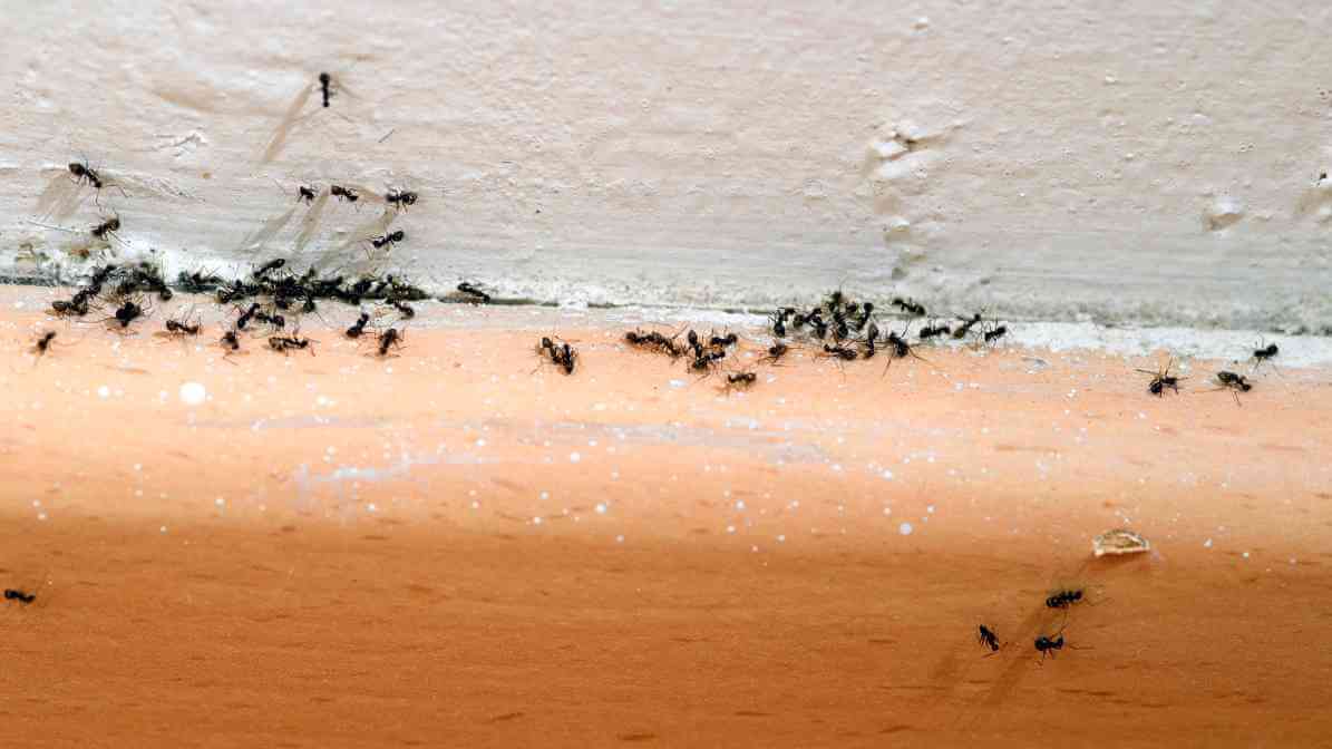 The Ant Life Cycle and Black Garden Ant Behavioural Pattern - Nesting Sites