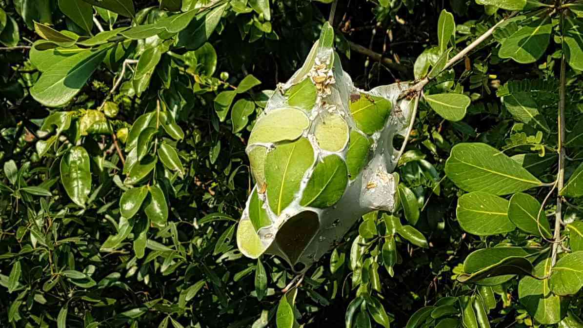 Weaver Ant - Nest Across Several Trees