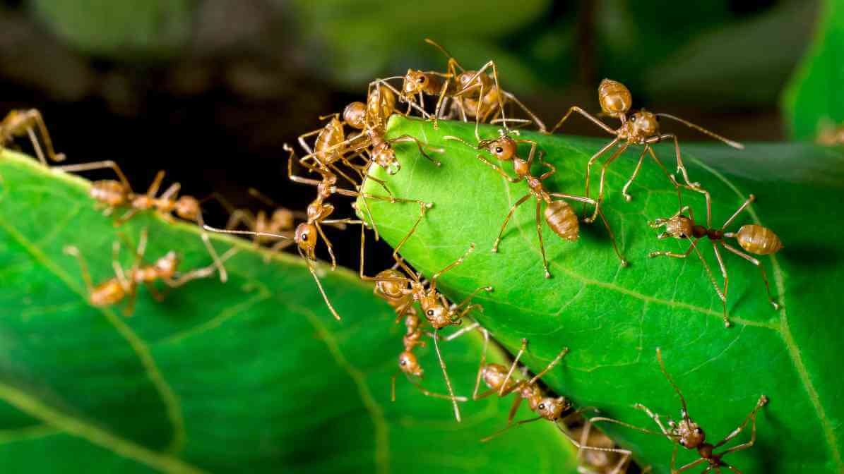 Weaver Ant - Worker Chains