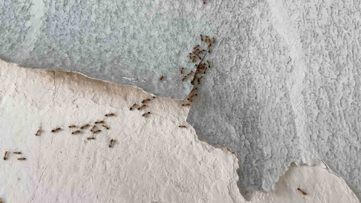 Yellow Crazy Ant Infestation Wall Damages