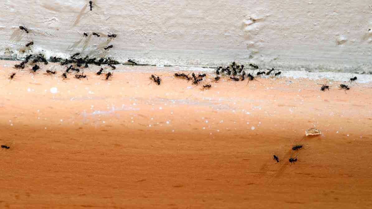 Yellow Crazy Ant Infestation and Damage