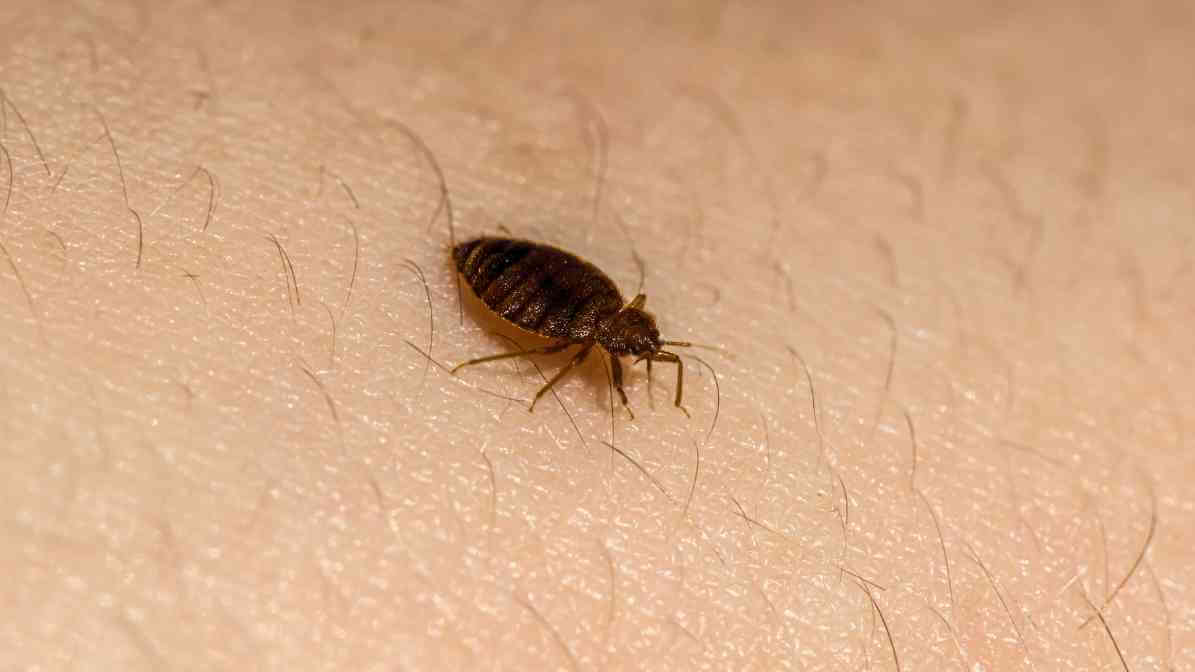 Bed Bugs Size Revealed - Adult Bed Bug Horrifying Signs You Must Knowjpg | Innovative Pest Sdn Bhd Bed Bugs Size Revealed - Adult Bed Bug Horrifying Signs You Must Knowjpg