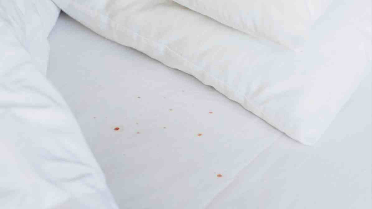 How to Get Rid of Bed Bugs - Bed Bugs Size Revealed Blood Stains