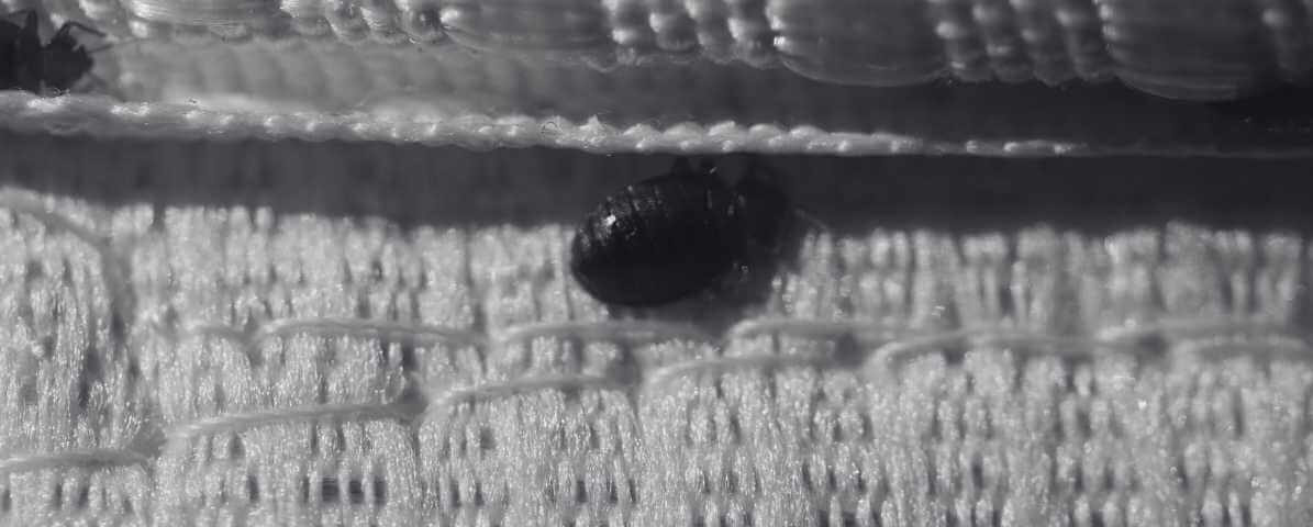 Bed Bugs Size Revealed - Horrifying Signs You Must Know | Innovative Pest Sdn Bhd Bed Bugs Size Revealed - Horrifying Signs You Must Know