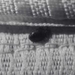Bed Bugs Size Revealed - Horrifying Signs You Must Know | Innovative Pest Sdn Bhd Bed Bugs Size Revealed - Horrifying Signs You Must Know