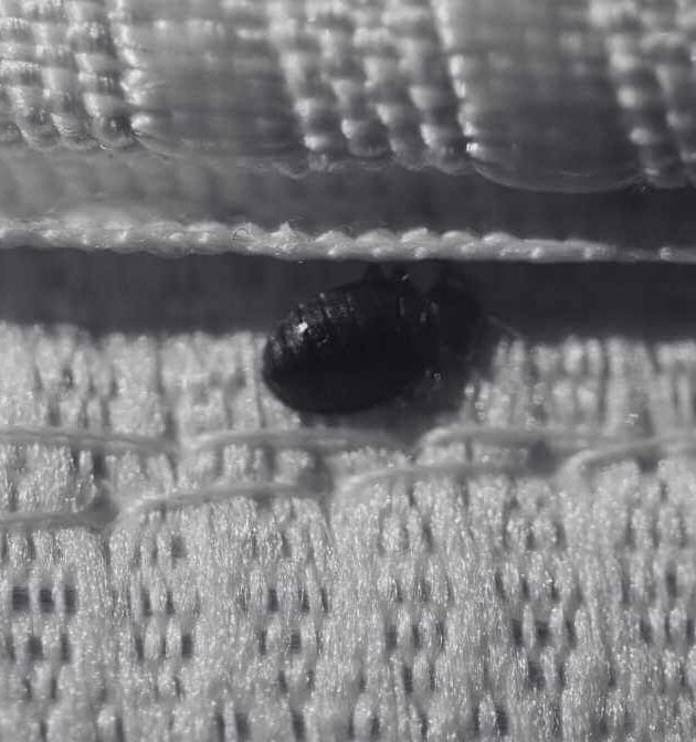 Bed Bugs Size Revealed - Horrifying Signs You Must Know | Innovative Pest Sdn Bhd Bed Bugs Size Revealed - Horrifying Signs You Must Know