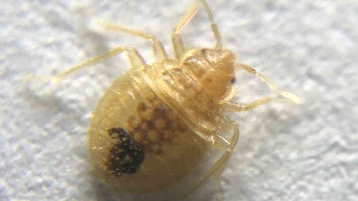 Bed Bugs Size Revealed - Nymph Stage Horrifying Signs You Must Know | Innovative Pest Sdn Bhd Bed Bugs Size Revealed - Nymph Stage Horrifying Signs You Must Know