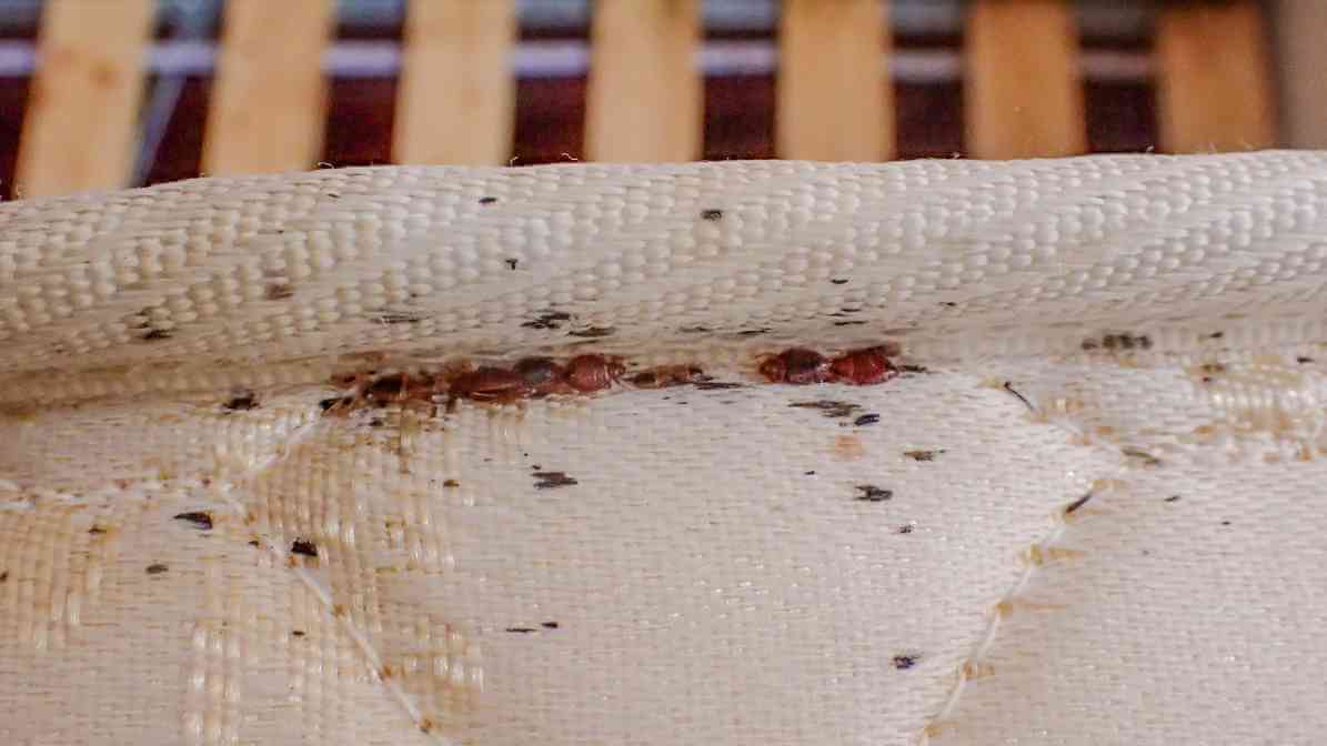 Bed Bugs Size Revealed -Stains and Signs of Bed Bugs