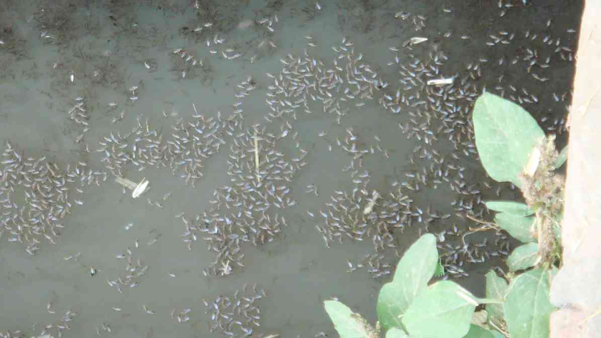 Mosquito Breed in Clogged Drains