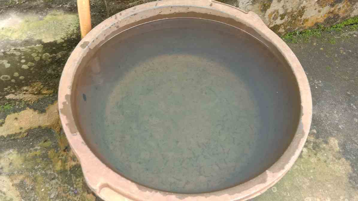 Mosquito Breed in Plant Pots and Tray