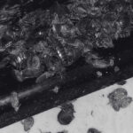 Pepijat Gigit Teruk - Racun Pepijat Paling Berkesan Kini