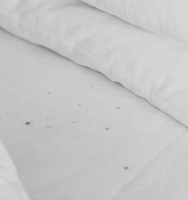 Shocking Bed Bug Infestation Signs Malaysian Homes Ignore | Innovative Pest Sdn Bhd Shocking Bed Bug Infestation Signs Malaysian Homes Ignore