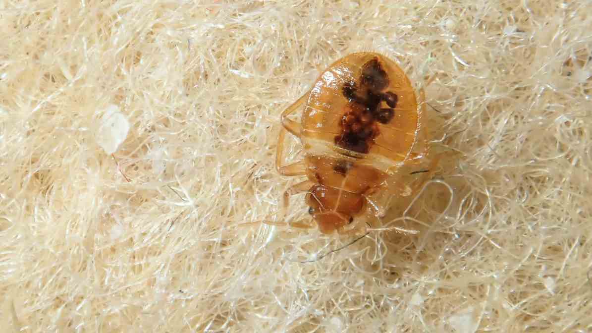 Shocking Bed Bug Infestation Signs Malaysian Homes Ignore - Nymphs