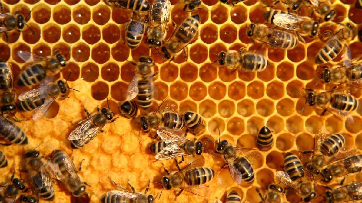 Bee farm brood cell inside honeycomb structure Malaysia
