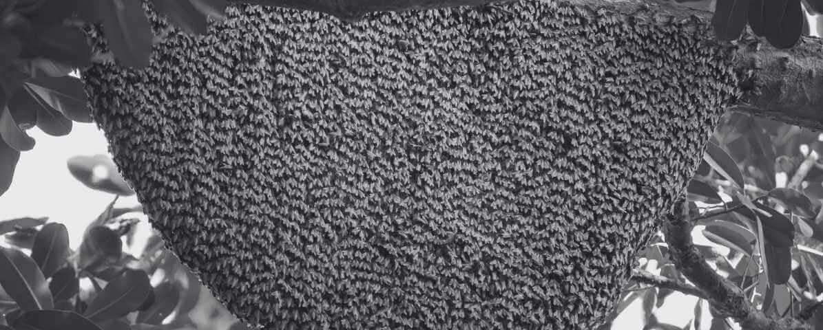 Bee Farm Secrets - Bees and Honey Thrive Naturally Today