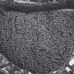 Bee Farm Secrets - Bees and Honey Thrive Naturally Today