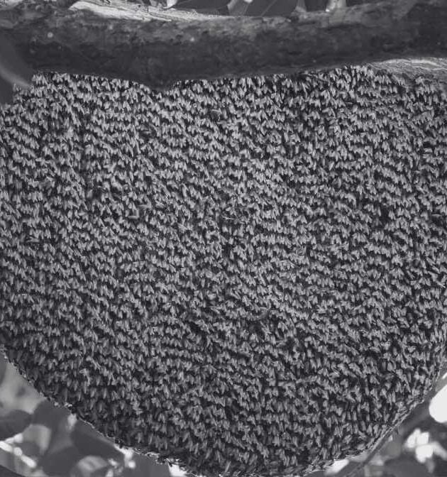 Bee Farm Secrets - Bees and Honey Thrive Naturally Today | Innovative Pest Sdn Bhd Bee Farm Secrets - Bees and Honey Thrive Naturally Today