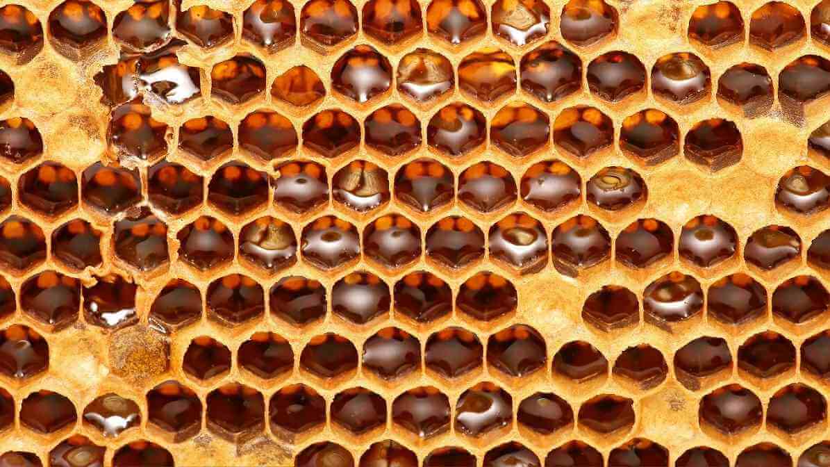 Bee farm honey stored inside honeycomb cells Malaysia
