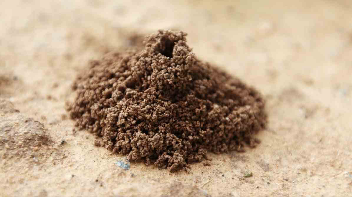 Effective Ants Control Selangor Solution | Innovative Pest Sdn Bhd Effective Ants Control Selangor Solution