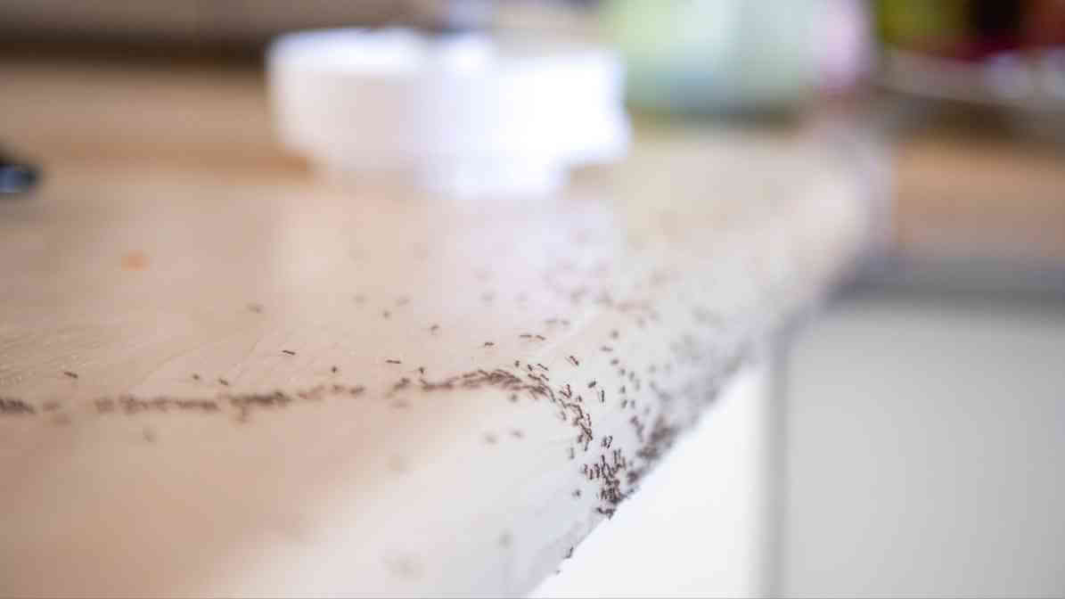Effective Ants Control in Kuala Lumpur | Innovative Pest Sdn Bhd Effective Ants Control in Kuala Lumpur