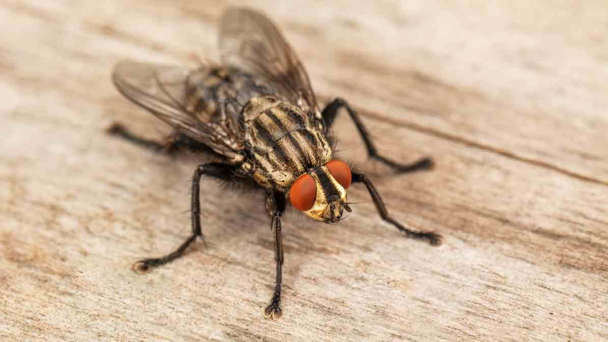 InnoFly UV Light Fly Trap Station - Flies Infestation