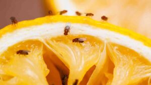 InnoFly UV Light Fly Trap Station - Fruit Flies Infestation