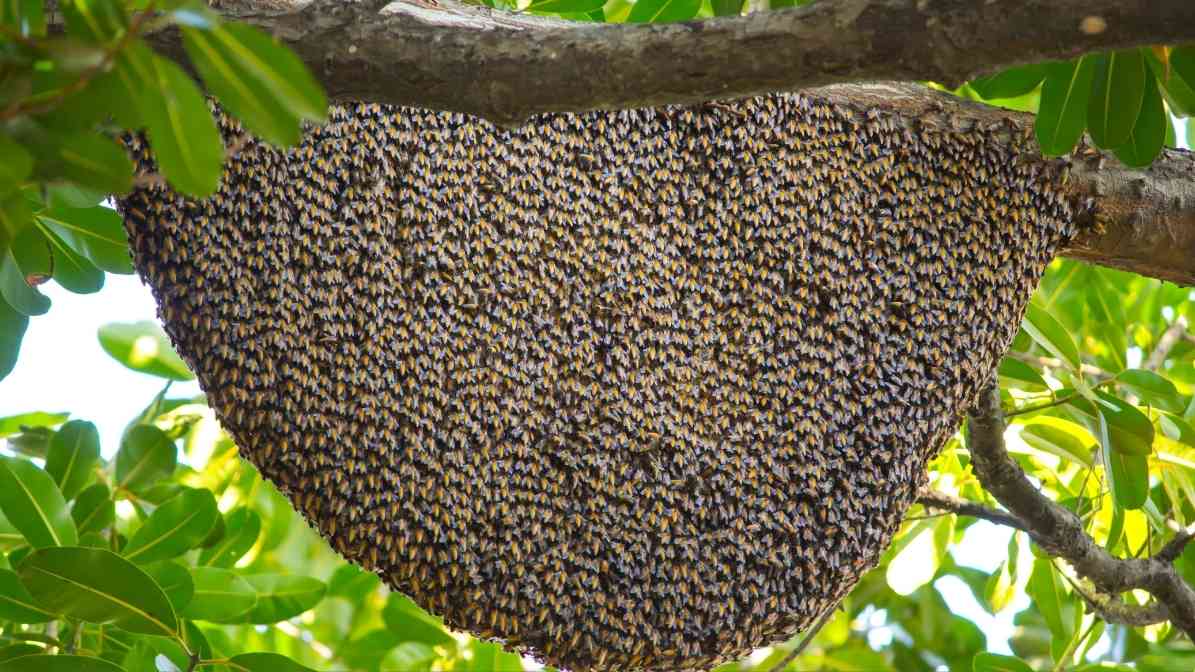 Potential Bee Attack