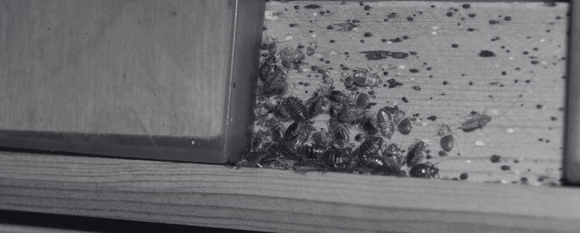 Signs of Bed Bugs - How to Detect Bed Bugs Infestations