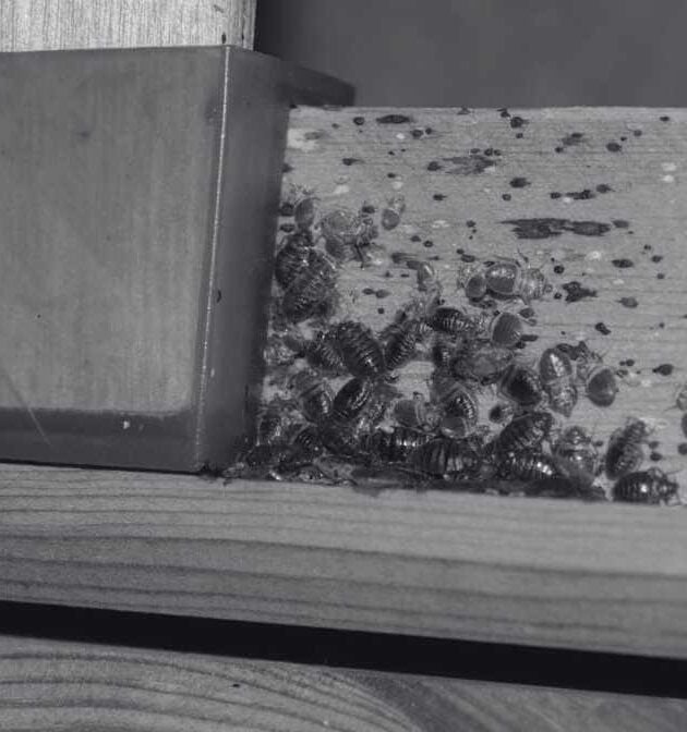 Signs of Bed Bugs - How to Detect Bed Bugs Infestations | Innovative Pest Sdn Bhd Signs of Bed Bugs - How to Detect Bed Bugs Infestations