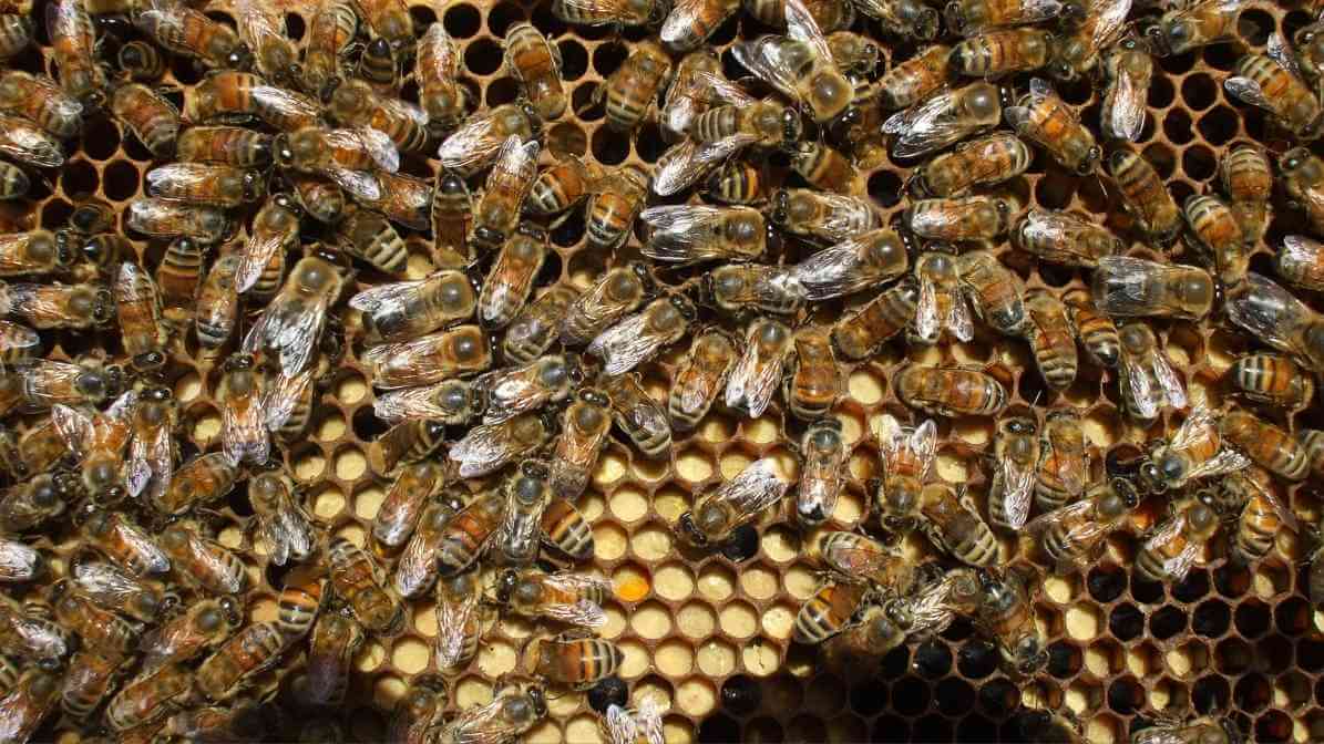 Types of Bees in Malaysia - Social Bees