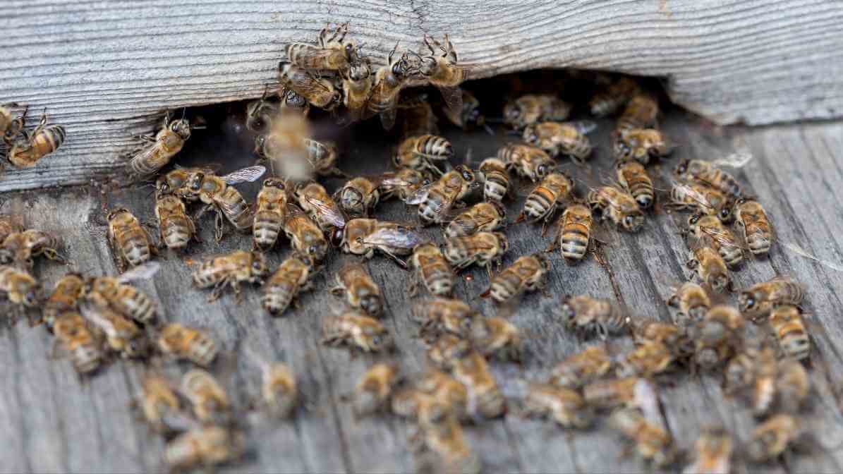 Effective Bees Control in Malaysia - Infestation