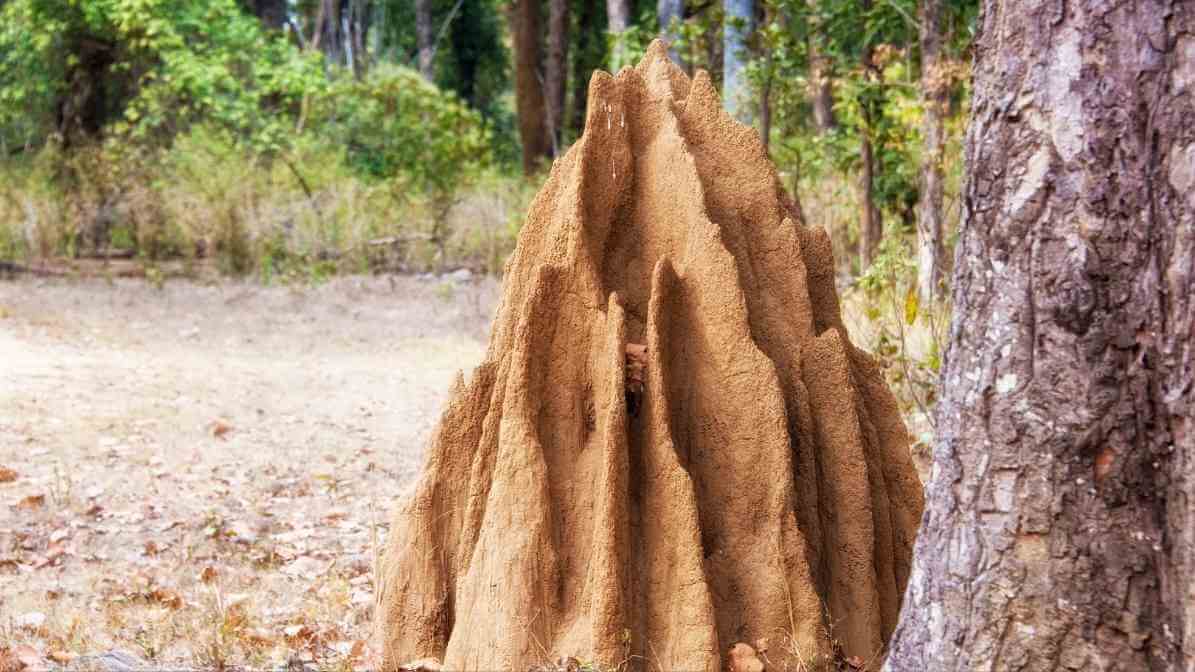 Unveiling The Signs of Termites in Malaysia | Innovative Pest Sdn Bhd Unveiling The Signs of Termites in Malaysia